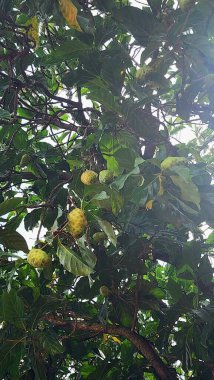 Morinda citrifolia, Noni ya da Mengkudu kahve familyasından meyve taşıyan bir ağaçtır.,