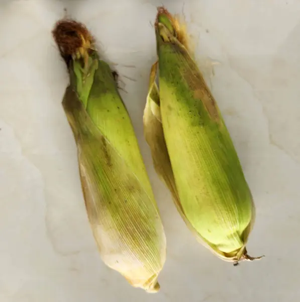 Beyaz mermer zemin üzerinde mısır, üst görünüm