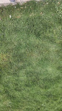 yeşil çimen dokusu arkaplanı.