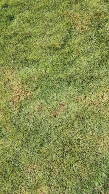 arkaplan için çim dokusu