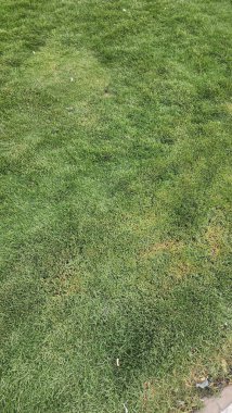 yeşil çimen dokusu arkaplanı