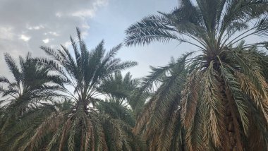 Deniz kıyısındaki palmiye ağaçları