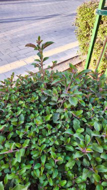 Salvia officinalis Common (Salvia Officinalis Common), lamiaceae familyasından aromatik, yenilebilir, kısa ömürlü, çalılık, yayılan, yarı ağaçsı, yarı ağaçlı bir çalılıktır.