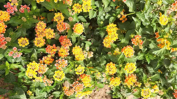 Bahçedeki güzel çiçekler