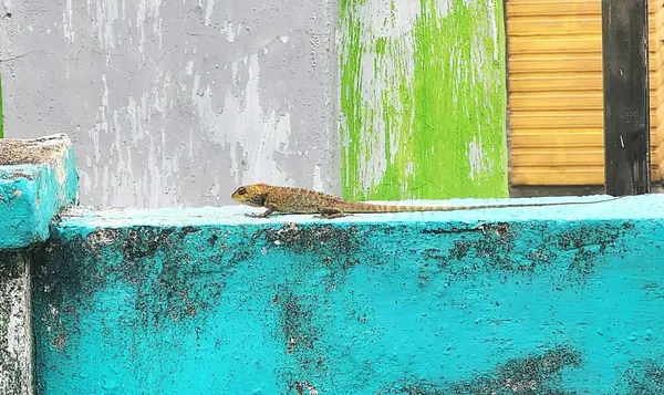 Iguana parlak mavi ve yeşil arka planda otobur bir kertenkele cinsidir.