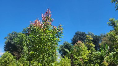 Üst yaprakları hala kırmızı olan tarçın ağacı, çok rağbet gören ve pahalı olan bir baharat, Endonezya 'nın ihracat ürünlerinden biri..