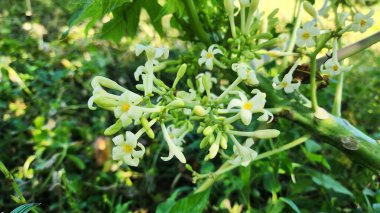 Papaya çiçekleri küçük, sarımsı beyaz ve hafif kokulu. Sindirimi arttırır, iltihabı azaltır ve besinleri sayesinde bağışıklığı güçlendirir..