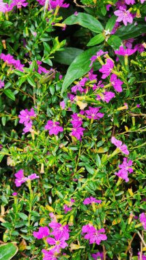 Cuphea hyssopifolia, yaygın olarak Meksika keneviri, sahte kenevir ya da Hawaii keneviri olarak bilinir. Meksika 'ya özgü küçük yeşil bir çalı.