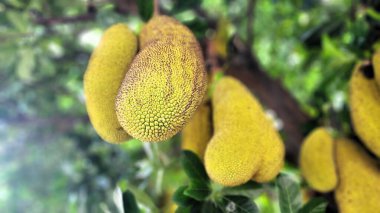 Genç ve yoğun meyveli Jackfruit ağacı