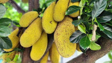 Genç ve yoğun meyveli Jackfruit ağacı