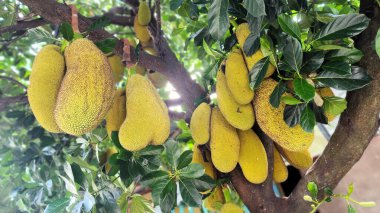 Genç ve yoğun meyveli Jackfruit ağacı