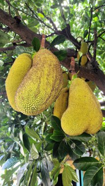Genç ve yoğun meyveli Jackfruit ağacı