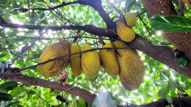 Genç ve yoğun meyveli Jackfruit ağacı