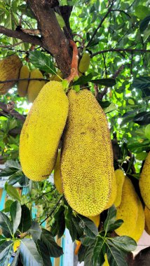 Genç ve yoğun meyveli Jackfruit ağacı