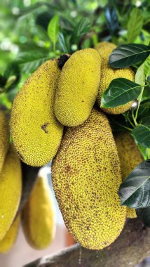 Genç ve yoğun meyveli Jackfruit ağacı