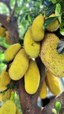 Genç ve yoğun meyveli Jackfruit ağacı