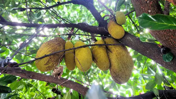 Genç ve yoğun meyveli Jackfruit ağacı