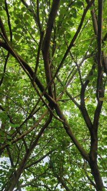 ormandaki bir ağaç üzerinde yeşil yaprakları