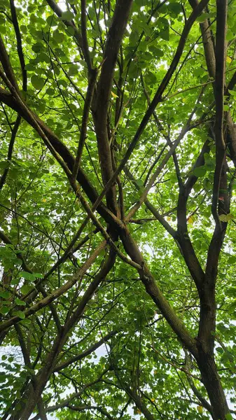 ormandaki bir ağaç üzerinde yeşil yaprakları