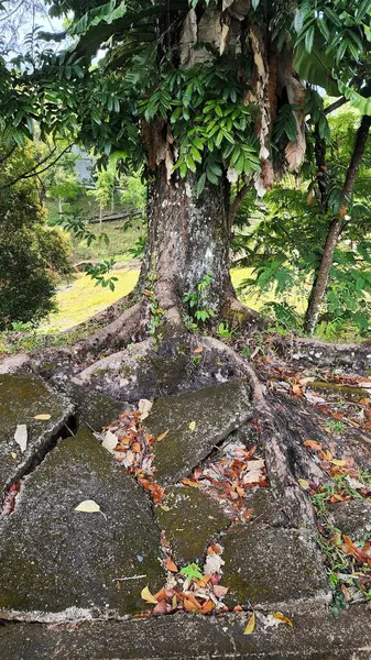 Parkın güzel manzarası