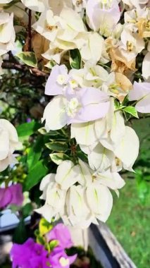 Kağıt çiçeklerin çeşitli renkleri beyaz, kırmızı, mor, pembe, aşağıdan yukarıya eğimli ve dinamik görünüm