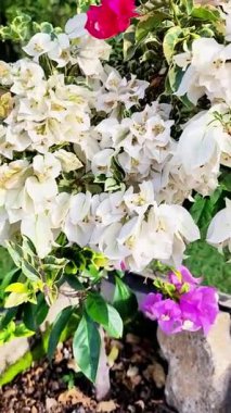 Kağıt çiçeklerin çeşitli renkleri beyaz, kırmızı, mor, pembe, aşağıdan yukarıya eğimli ve dinamik görünüm