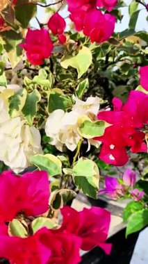 Kağıt çiçeklerin çeşitli renkleri beyaz, kırmızı, mor, pembe, aşağıdan yukarıya eğimli ve dinamik görünüm