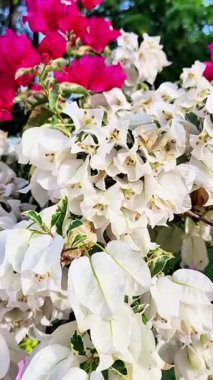 Kağıt çiçeklerin çeşitli renkleri beyaz, kırmızı, mor, pembe, aşağıdan yukarıya eğimli ve dinamik görünüm