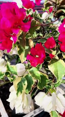 Kağıt çiçeklerin çeşitli renkleri beyaz, kırmızı, mor, pembe, aşağıdan yukarıya eğimli ve dinamik görünüm