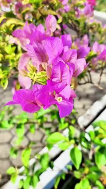 Kağıt çiçeklerin çeşitli renkleri beyaz, kırmızı, mor, pembe, aşağıdan yukarıya eğimli ve dinamik görünüm