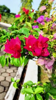 Kağıt çiçeklerin çeşitli renkleri beyaz, kırmızı, mor, pembe, aşağıdan yukarıya eğimli ve dinamik görünüm