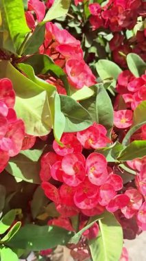 Duvarda kırmızı çiçekler