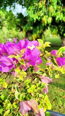 Bahçede parlak pembe kağıt çiçekler. Arka planda bulanıklık var. Bahçede güzel çiçekler.