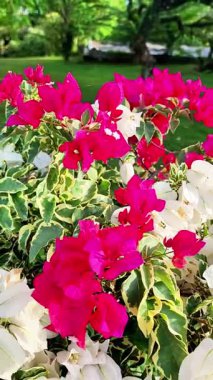 Bahçede parlak kırmızı kağıt çiçekler. Arka planda bulanık. Bahçede güzel çiçekler.