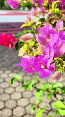 Bahçede, arka planı bulanık parlak pembe kağıt çiçekler.