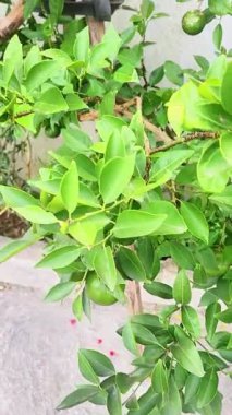 bir ağacın yeşil yaprakları