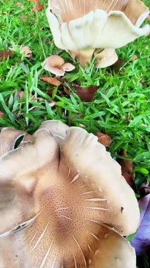 Ormanda mantar, sonbahar yaprakları. Psilosibe cubensis, yaygın olarak bilinen adıyla sihirli mantar, mantar, altın halo, altın öğretmen, küp veya altın şapka.