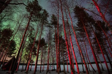 Olkkajarvi Gölü 'ndeki Aurora Borealis, Rovaniemi ve Noel Baba Köyü yakınlarındaki Apukka yakınlarında donuyor. Ağaçlar