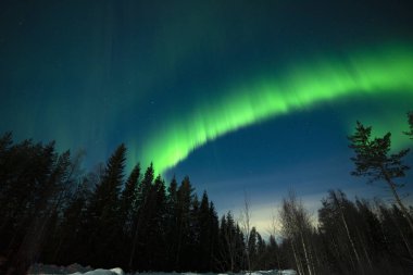 Aurora Borealis Rovaniemi, Laponya, Finlandiya yakınlarındaki bir ormanda.