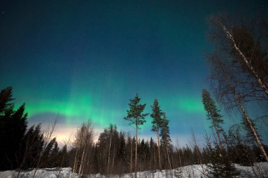 Aurora Borealis Rovaniemi, Laponya, Finlandiya yakınlarındaki bir ormanda.