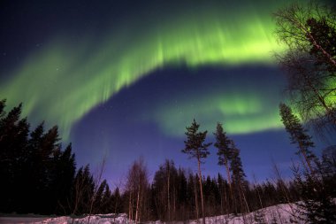 Aurora Borealis Rovaniemi, Laponya, Finlandiya yakınlarındaki bir ormanda.