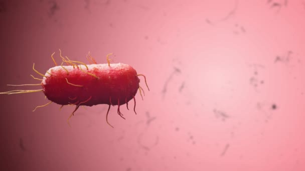 在一个充满活力的红色舞台上体验微小的舞蹈 这款迷人的3D动画展示了细菌优雅的动作 为您的项目增添了科学的艺术性 潜入到迷人的微生物之美的世界 — 图库视频影像