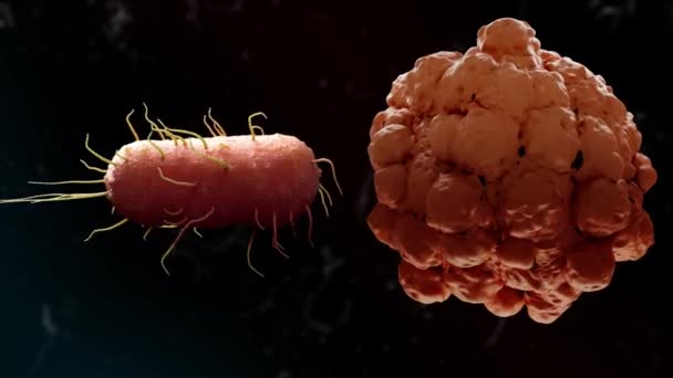 在黑暗的帆布上目睹微小的冲突 细菌和癌细胞参与了视觉决斗 描绘了内在看不见的战斗 这个3D动画为您的项目增添了趣味性和科学性 试论微小巨人之间的冲突 — 图库视频影像