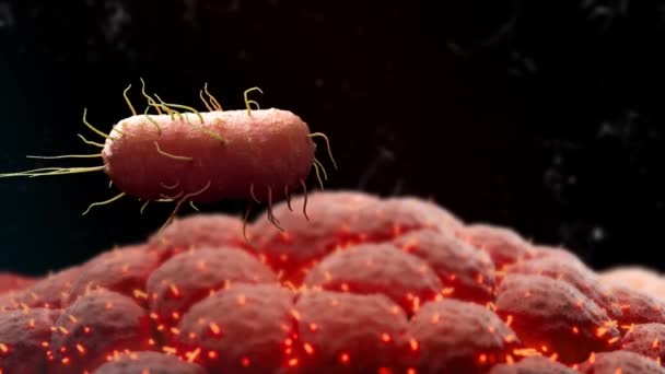 Погрузитесь Микроскопический Мир Бактерии Клетки Переплетаются Захватывающий Танец Научная Элегантность — стоковое видео