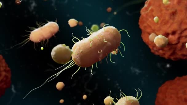 Verken Ingewikkelde Dans Van Bacteriën Het Bloed Tegen Een Donker — Stockvideo