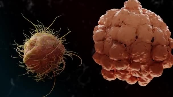 动态3D动画在戏剧性的黑色背景下展开了一场病毒与癌细胞之间的微观斗争 在这个迷人的视觉展示中 深入到细胞领域的看不见的战争中 — 图库视频影像