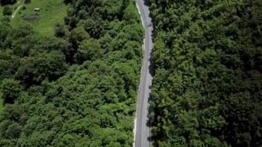 Yolu olan sık bir orman. Dağdaki sık bir ormanda güzel bir hava manzarası..