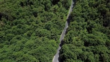Yolu olan sık bir orman. Dağdaki sık bir ormanda güzel bir hava manzarası..