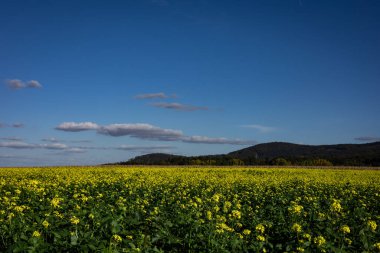 Polonya 'daki Sleza dağına bakın. Kırsal bir arazi, sarı kanola tarlası, mavi gökyüzü ve kopyasal alan..