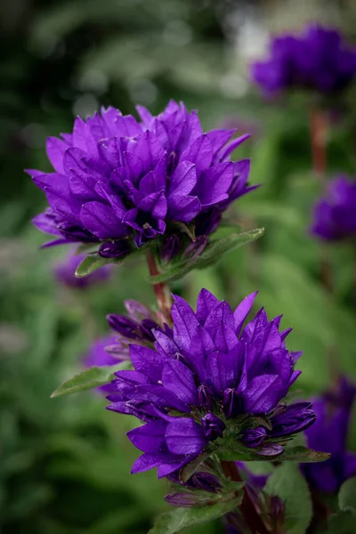 Szczelnie Purpurowe Kwiaty Gentiany Kwitnące Łące — Zdjęcie stockowe